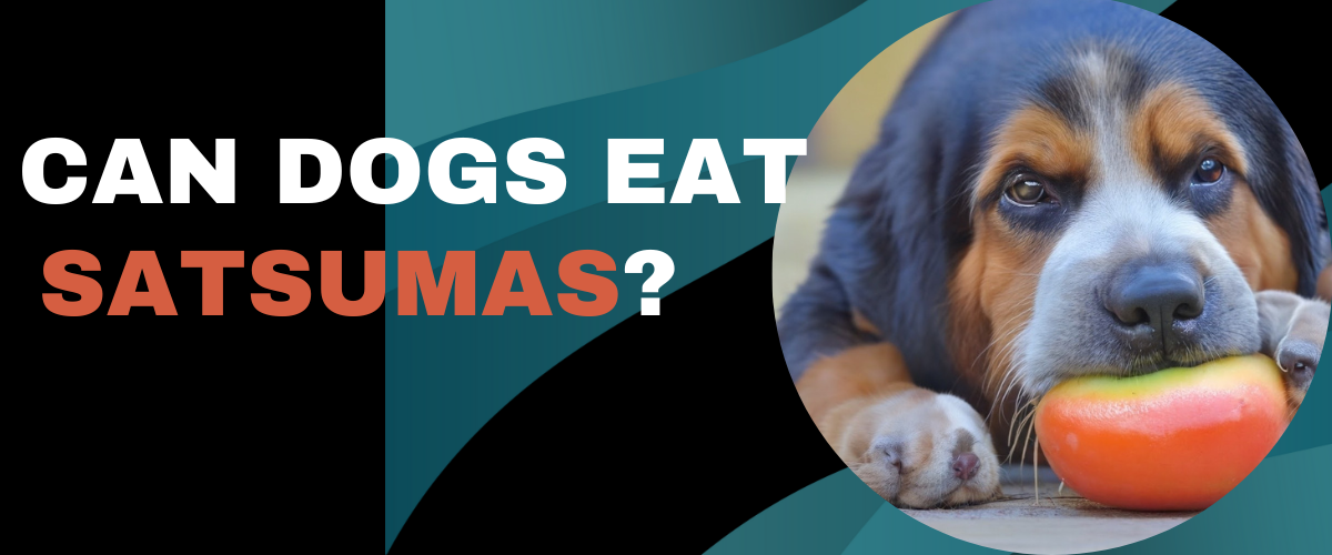 Can Dogs Eat Satsumas
